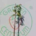 Albízia ružová (Albizia Julibrissin) ´OMBRELLA BOUBRI´® - výška 190-210 cm, obvod kmeňa 2/4 cm, kont. C10L - NA KMIENKU